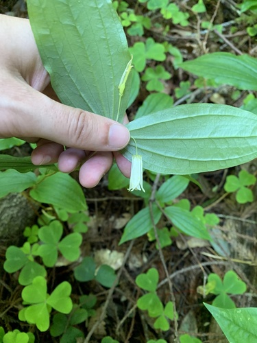 Largeflower fairybells (Prosartes smithii)