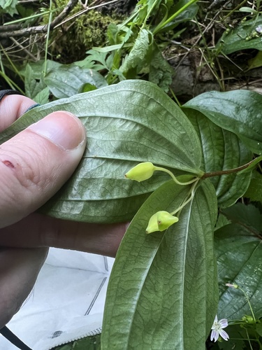 Largeflower fairybells (Prosartes smithii)