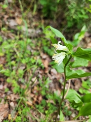 Roughfruit fairybells (Prosartes trachycarpa)