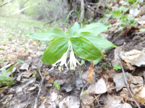 Roughfruit fairybells (Prosartes trachycarpa)