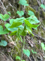 Roughfruit fairybells (Prosartes trachycarpa)