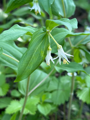 Roughfruit fairybells (Prosartes trachycarpa)