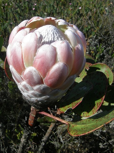 King protea (Protea cynaroides)