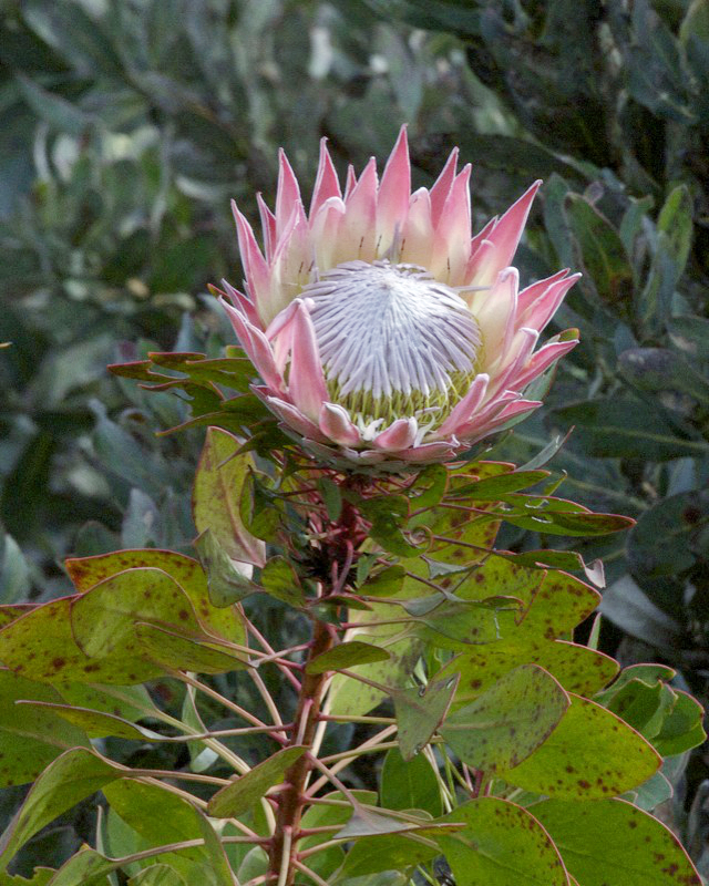 King protea: King Protea (Protea cynaroides) Moore's End, Stellenbosch, South Africa 4th. October, 2009