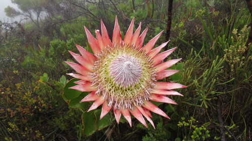 King protea (Protea cynaroides)