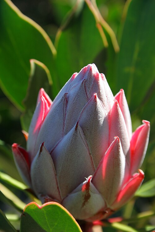 King protea: Protea bud Taken at Kirstenbosch South Africa