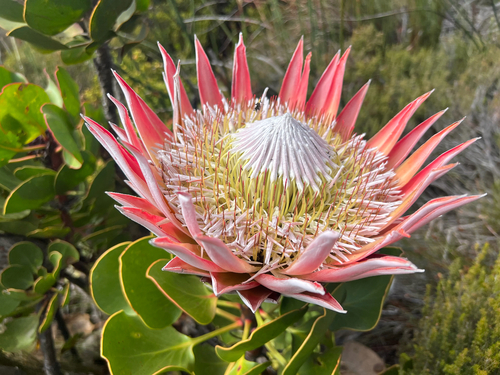 King protea (Protea cynaroides)