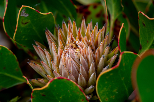 King protea (Protea cynaroides)