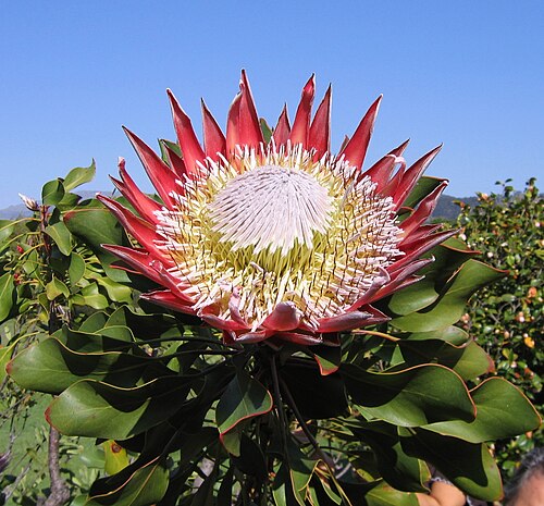 King protea: The King Protea, Protea cynaroides in Stellenbosch