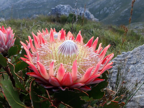King protea (Protea cynaroides)