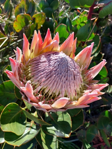 King protea (Protea cynaroides)