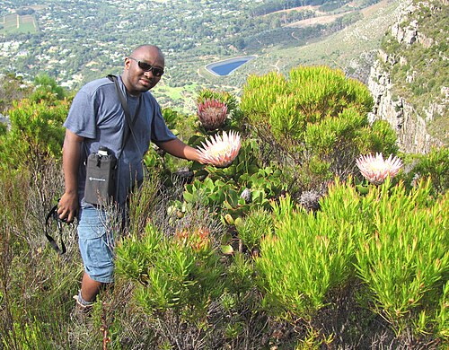 King protea: The King Protea growing in Peninsula Sandstone Fynbos on Table Mountain. SA.