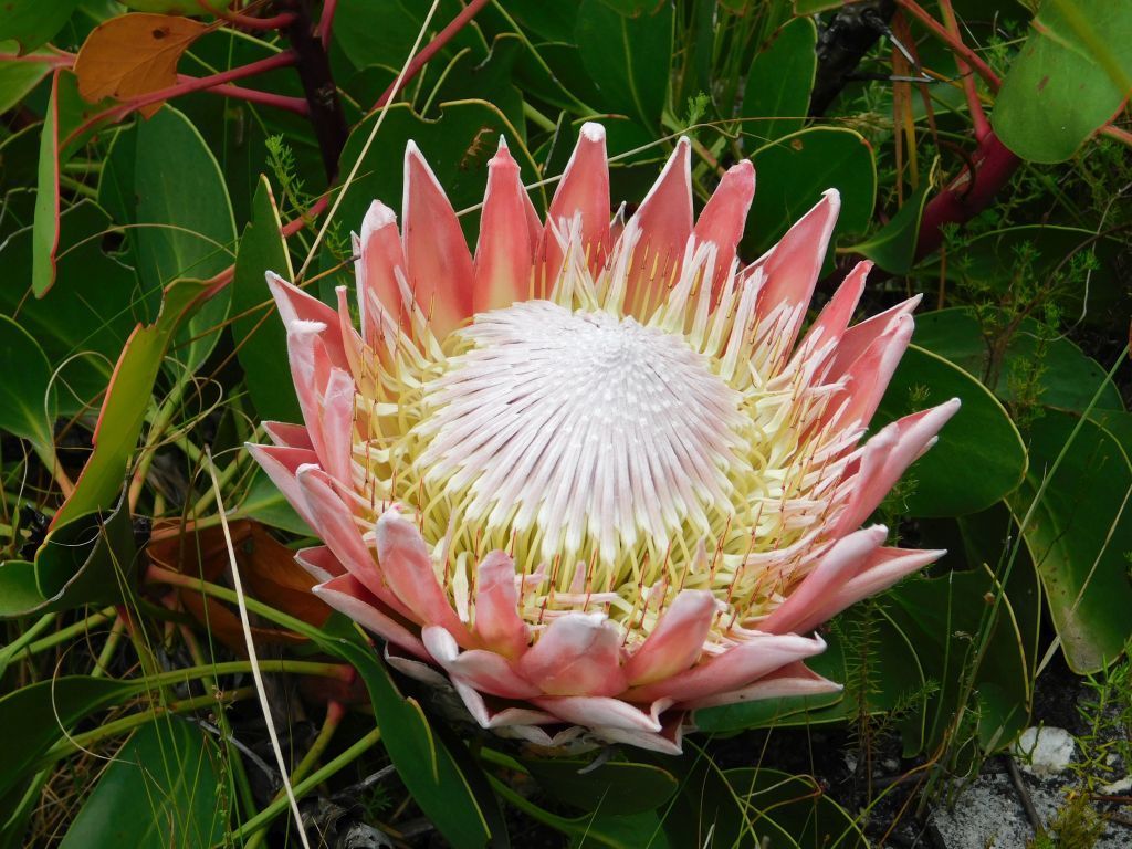 King protea (Protea cynaroides)