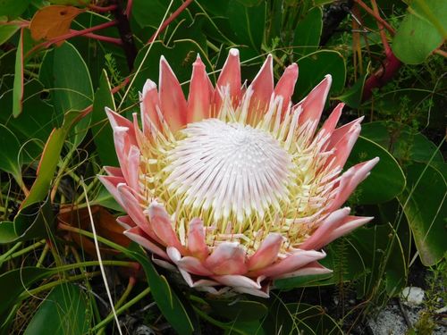 King protea