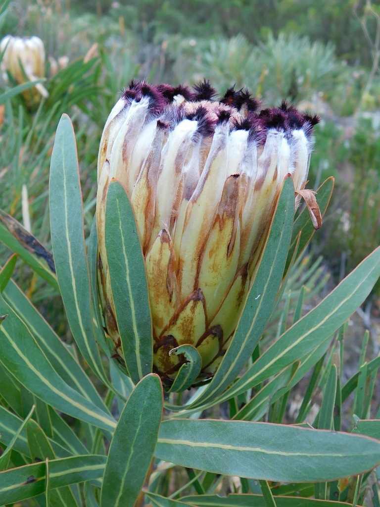 Narrow-leaf protea (Protea neriifolia)
