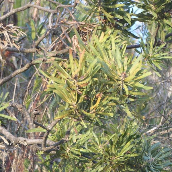 Narrow-leaf protea (Protea neriifolia)