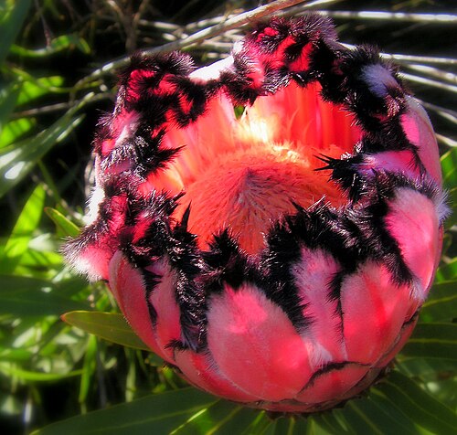 Narrow-leaf protea: Narrow-leafed protea