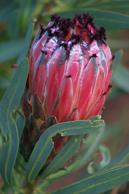 Narrow-leaf protea: Protea Neriifolia , taken at Kirstenbosch, South Africa