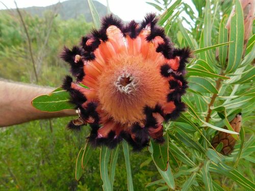 Narrow-leaf protea (Protea neriifolia)