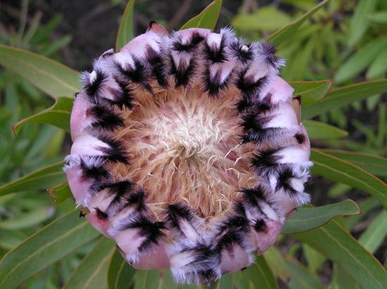 Narrow-leaf protea: Protea Protea neriifolia closeup. my photo from San Francisco Botanical Garden (former Strybing Arboretum), November 2004