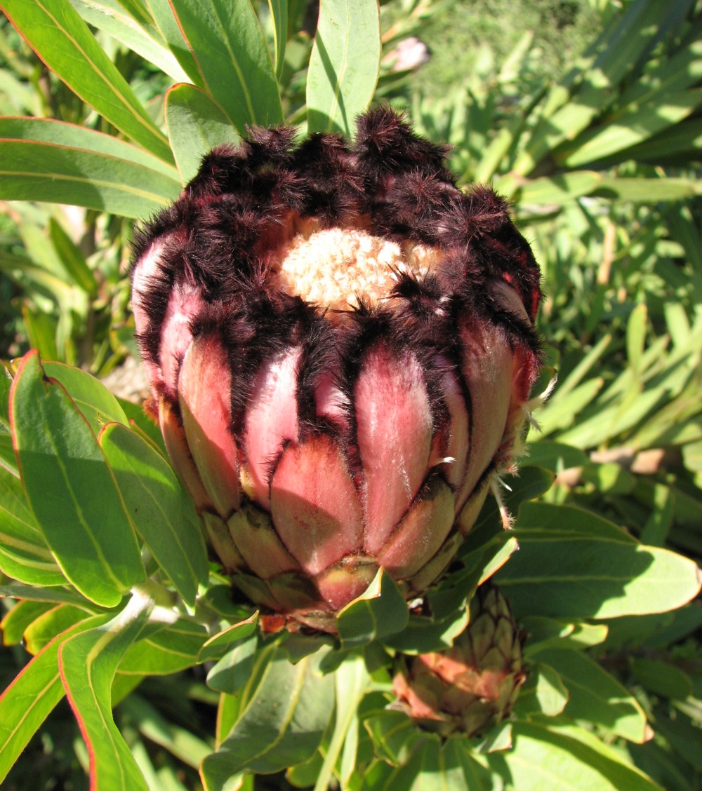 Narrow-leaf protea: Protea neriifolia , Royal Botanic Gardens, Melbourne