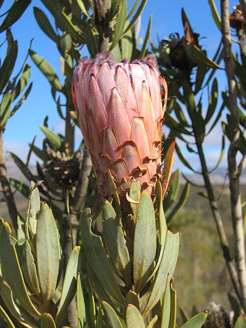 Narrow-leaf protea: Protea of Suikerbossie(Zuid-Afrikaans).Foto genomen in de Cederbergen, Zuid Afrika (zomer 2006). Eigen opname.
