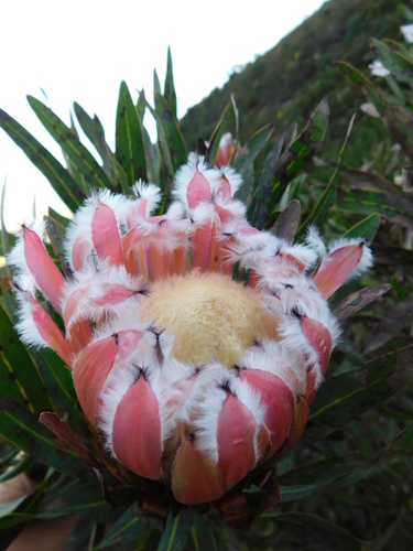 Narrow-leaf protea (Protea neriifolia)