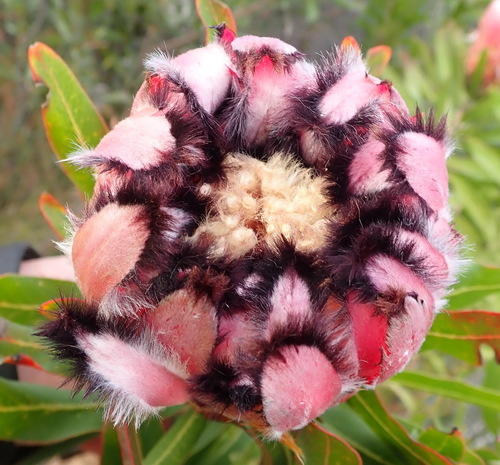 Narrow-leaf protea (Protea neriifolia)