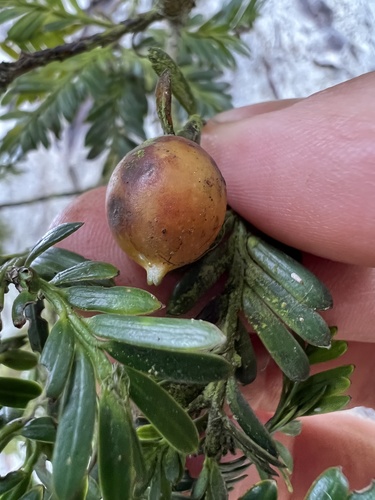 Prumnopitys montana (Prumnopitys montana)