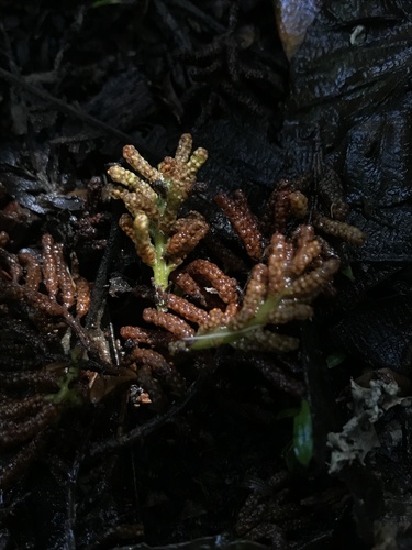 Prumnopitys montana (Prumnopitys montana)