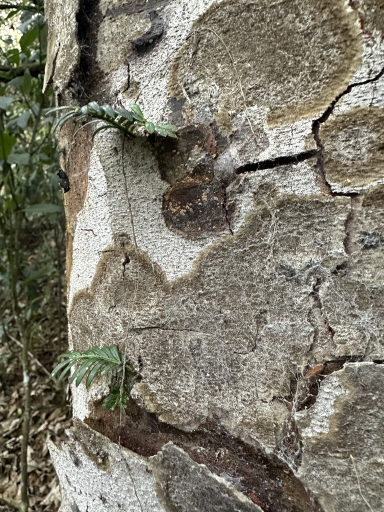 Prumnopitys montana (Prumnopitys montana)