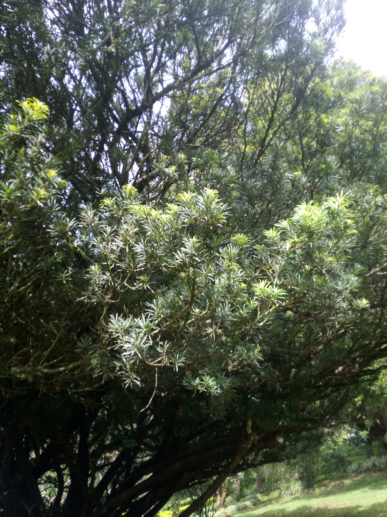 Black pine: Podocarpaceae-Black pine;Tree,leaves linear to sickle shaped,cones violet purple,seed single.