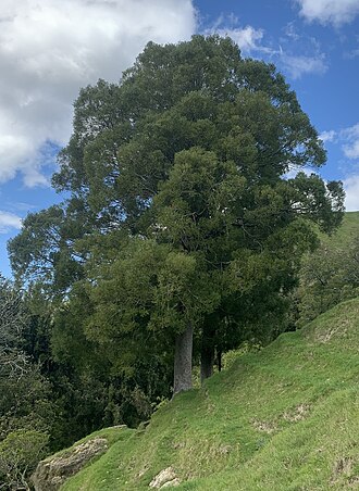 Black pine: Mataī