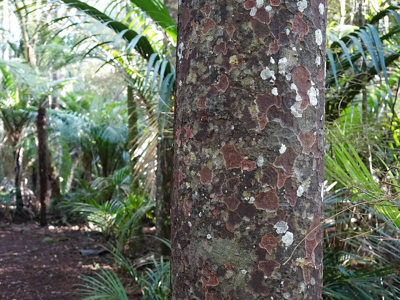 Black pine: Matai Prumnopitys taxifolia at Murphy's Bush.