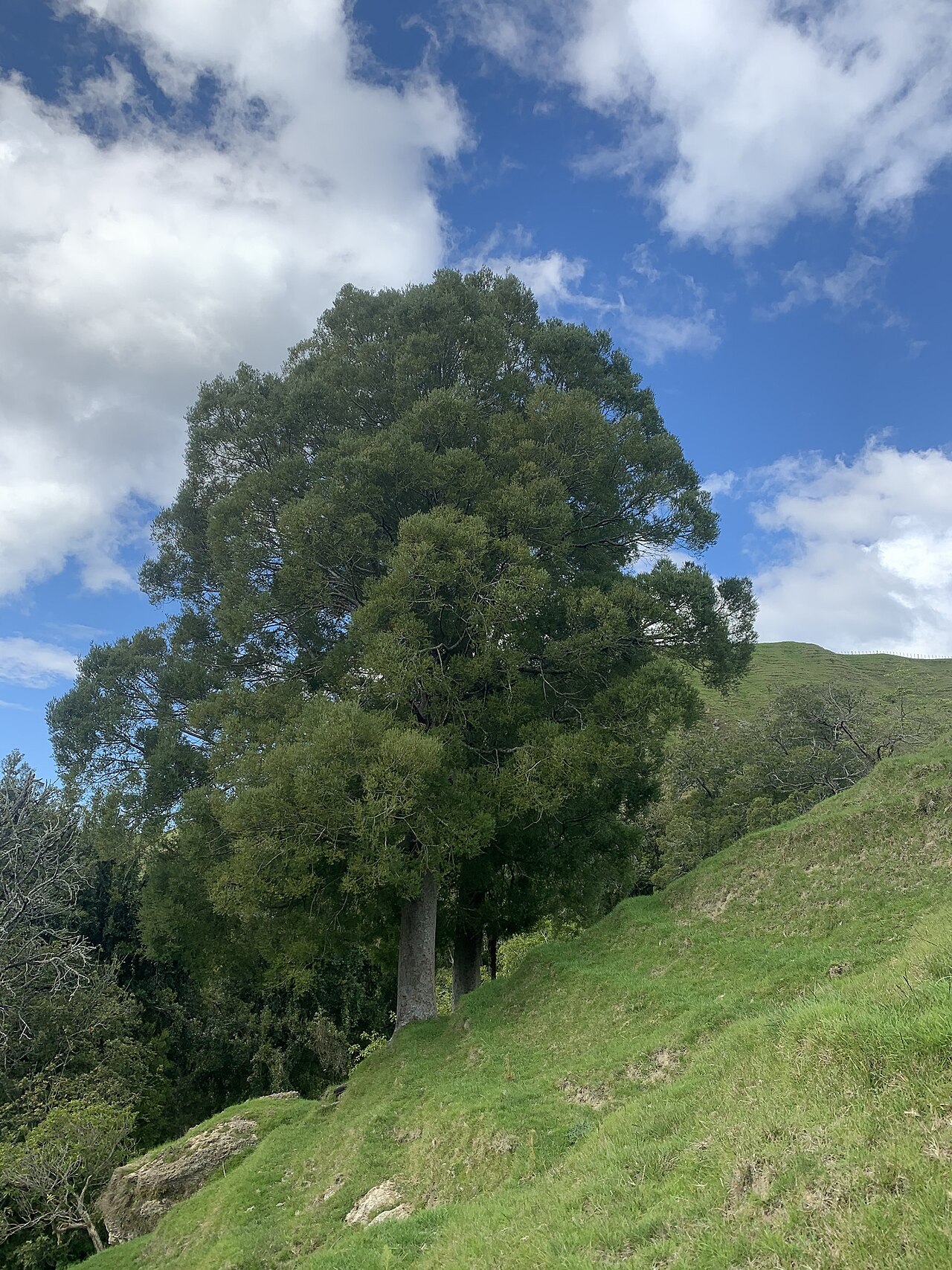Black pine: Mataī