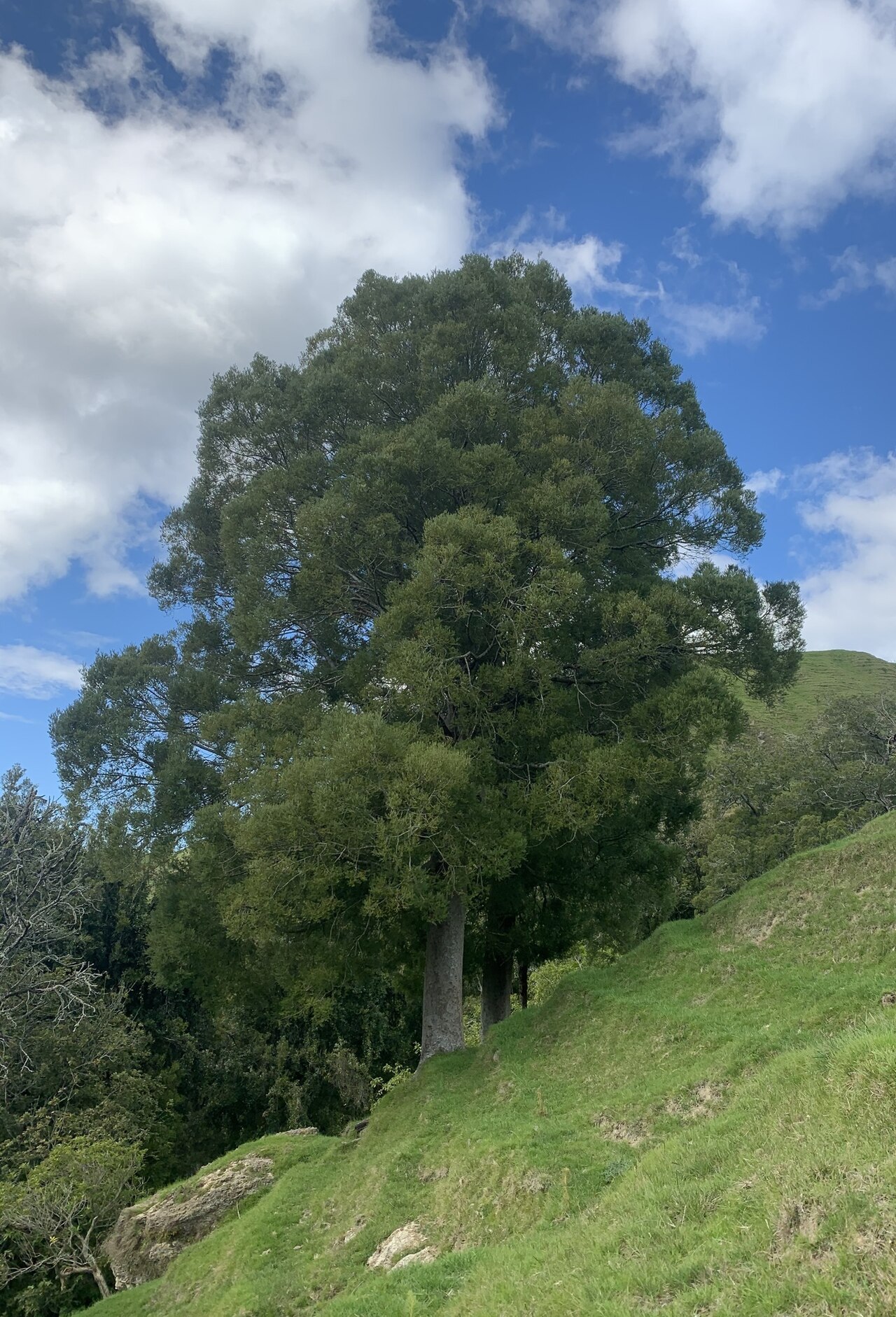 Black pine: Mataī