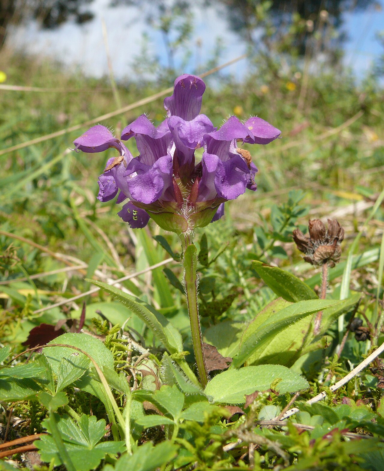 Large-flowered selfheal: Prunella grandiflora , Schwäbisch-Fränkische Waldberge, Germany