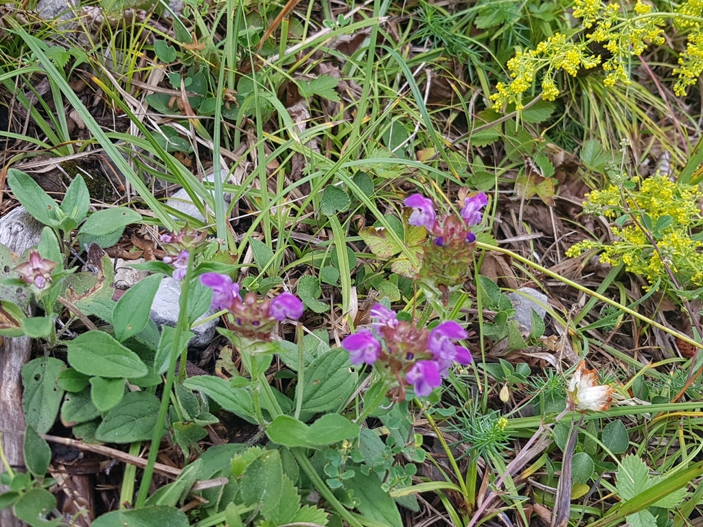 Large-flowered selfheal (Prunella grandiflora)