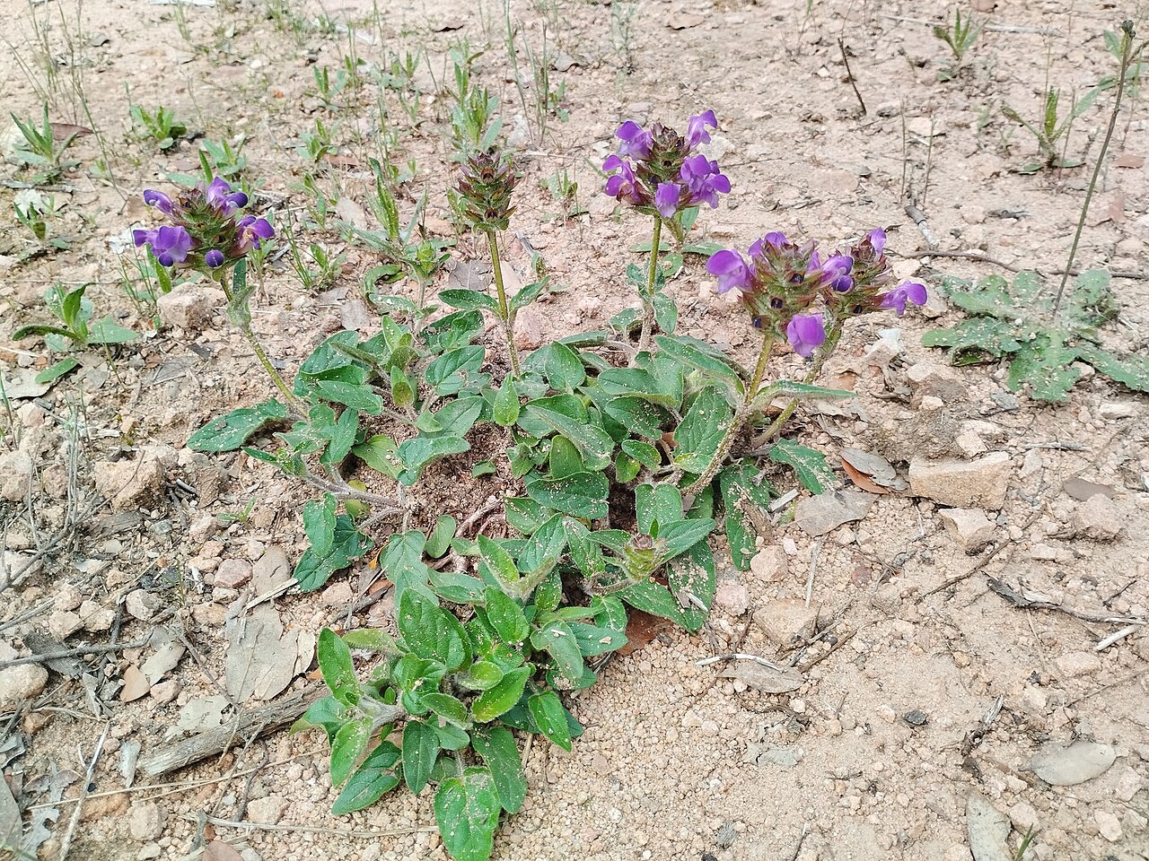 Large-flowered selfheal: Prunella grandiflora, Barcelona, Espanya, 2026-05-01 (iNaturalist).