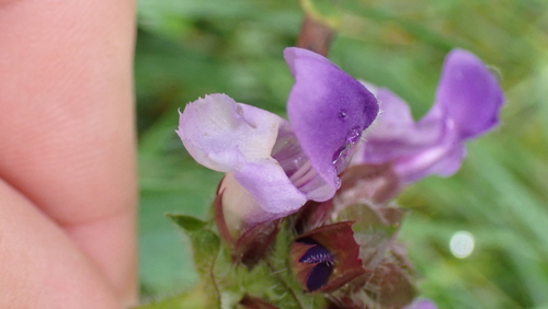 Large-flowered selfheal (Prunella grandiflora)