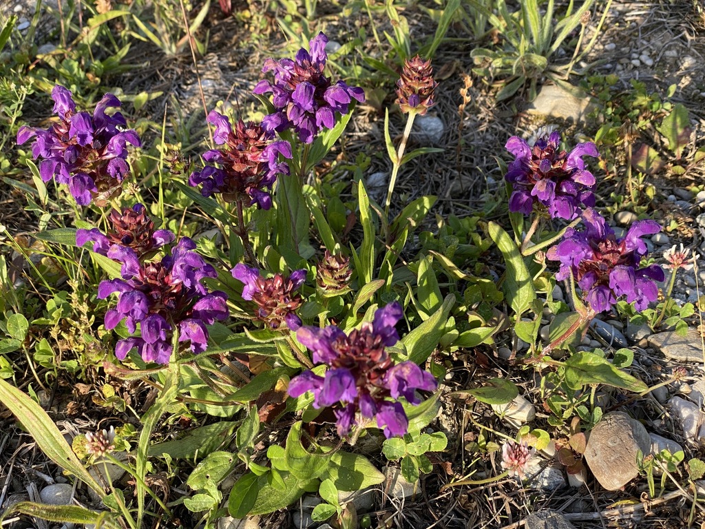 Large-flowered selfheal (Prunella grandiflora)