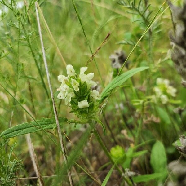 Cutleaf selfheal (Prunella laciniata)