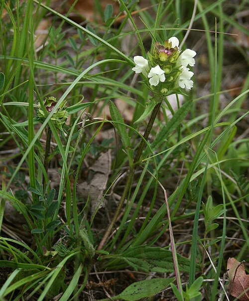 Cutleaf selfheal: Weiße Braunelle ( Prunella laciniata ), Lippenblütler (Lamiaceae) - Slowenien/Slovenija/Slovenia: Primorska, "Schmetterlingstal" NNW Praproče