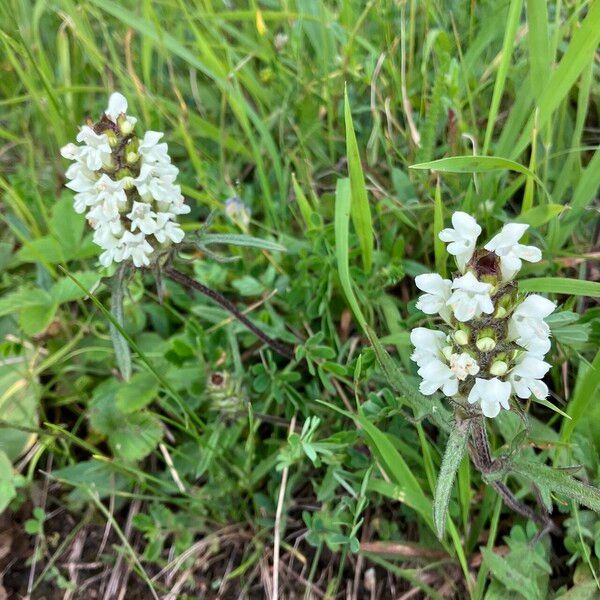 Cutleaf selfheal (Prunella laciniata)