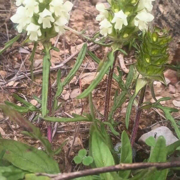 Cutleaf selfheal (Prunella laciniata)