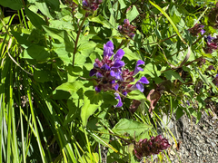 Prunella prunelliformis (Prunella prunelliformis)