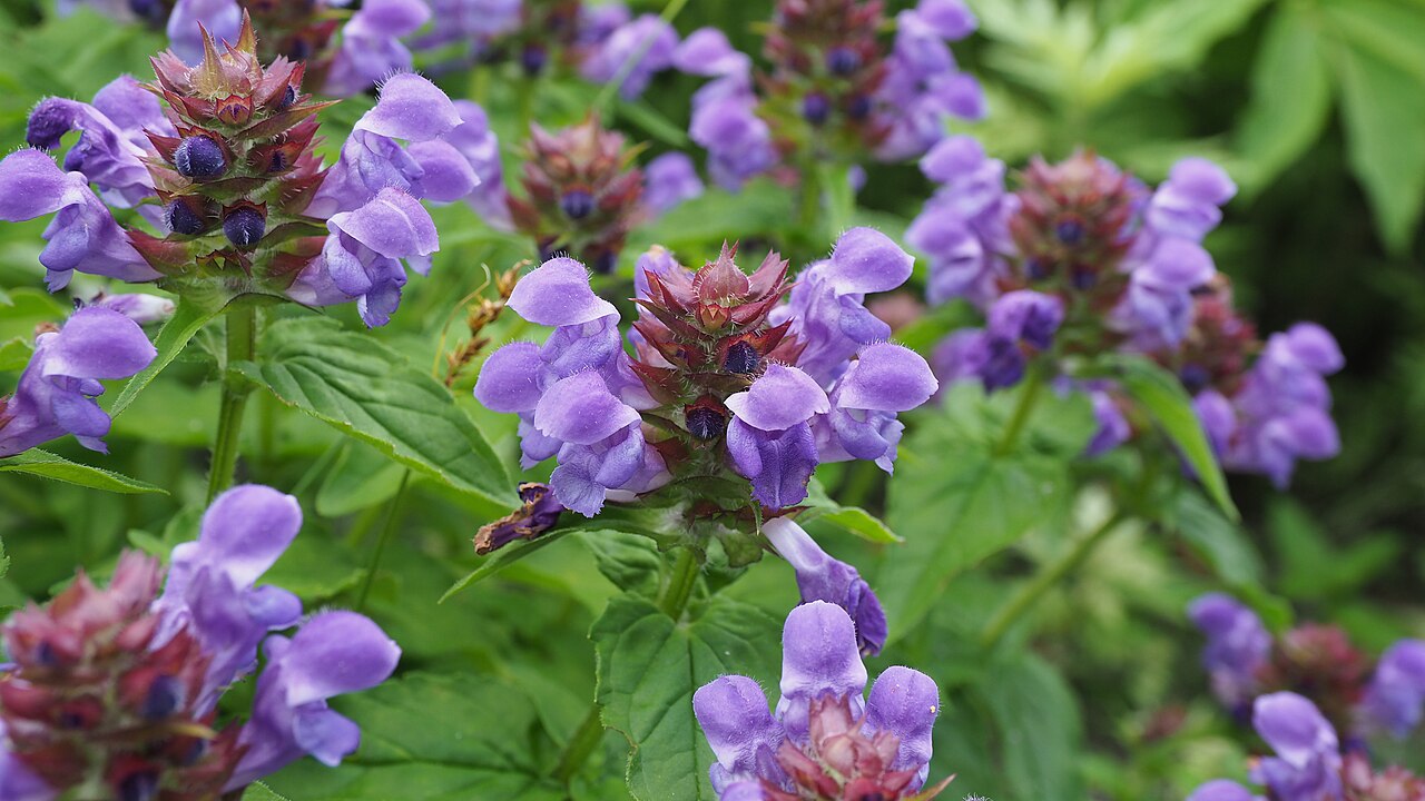 Prunella prunelliformis: Prunella prunelliformis, Tateyama, Toyama prefecture, Japan