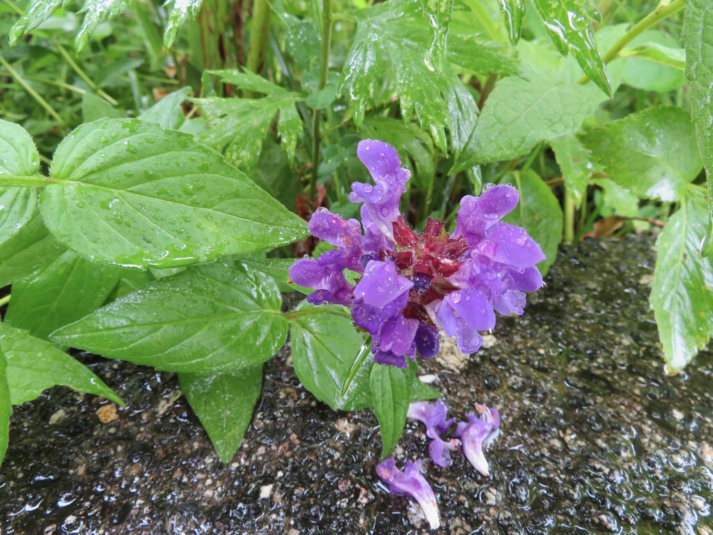 Prunella prunelliformis (Prunella prunelliformis)