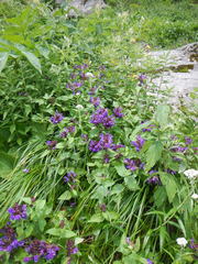 Prunella prunelliformis (Prunella prunelliformis)