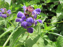 Prunella prunelliformis (Prunella prunelliformis)